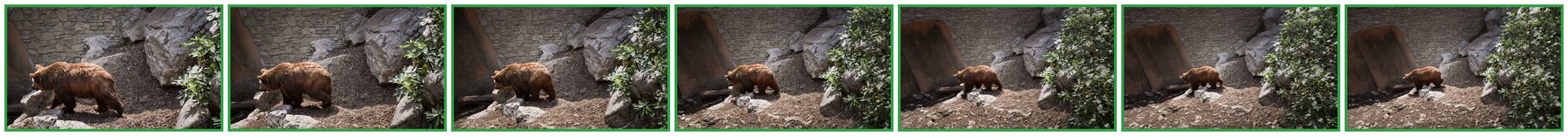 Critic verdicts: Bear scene, zoom out. Every frame accepted, overall 9.2.